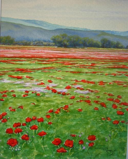 11. Amapolas